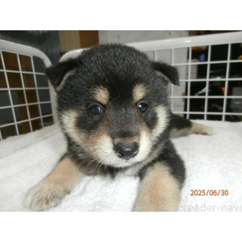 商談中の大阪府の柴犬-396766の7枚目